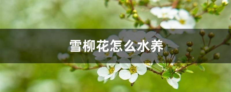 雪柳花怎么水养,能养多久 雪柳花怎么水养,能养多久