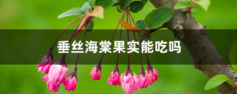 垂丝海棠果实能吃吗,和西府海棠的区别 垂丝海棠果实能吃吗,和西府海棠的区别