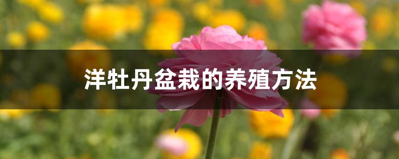 洋牡丹盆栽的养殖方法,怎么浇水 洋牡丹盆栽的养殖方法,怎么浇水