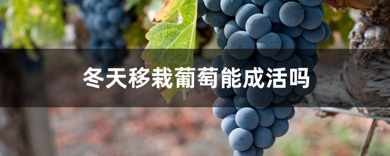 冬天移栽葡萄能成活吗,移栽方法 冬天移栽葡萄能成活吗,移栽方法