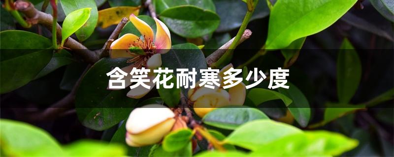 含笑花耐寒多少度,怎么过冬 含笑花耐寒多少度,怎么过冬