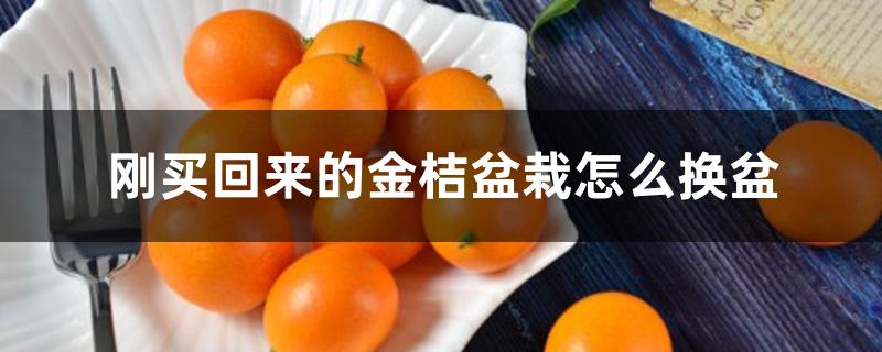 刚买回来的金桔盆栽怎么换盆,需要缓苗多久 刚买回来的金桔盆栽怎么换盆,需要缓苗多久