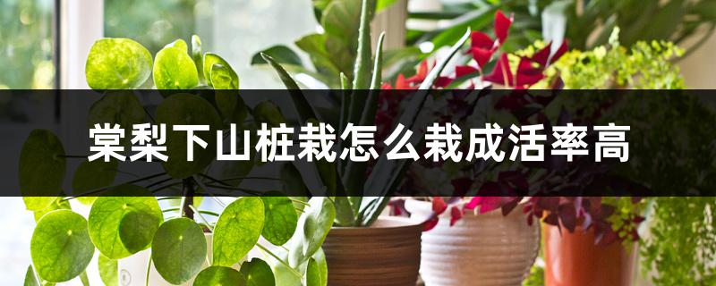 棠梨下山桩栽怎么栽成活率高,用什么土 棠梨下山桩栽怎么栽成活率高,用什么土