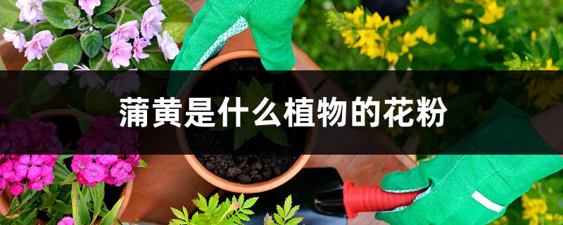 蒲黄是什么植物的花粉,功效与作用 蒲黄是什么植物的花粉,功效与作用
