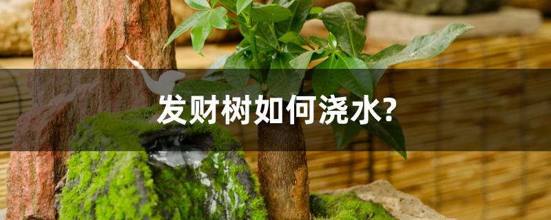 发财树如何浇水?冬季室内养的怎么浇水 发财树如何浇水?冬季室内养的怎么浇水