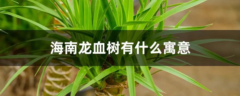 海南龙血树有什么寓意,摆放禁忌 海南龙血树有什么寓意,摆放禁忌