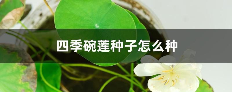 四季碗莲种子怎么种,几月种 四季碗莲种子怎么种,几月种