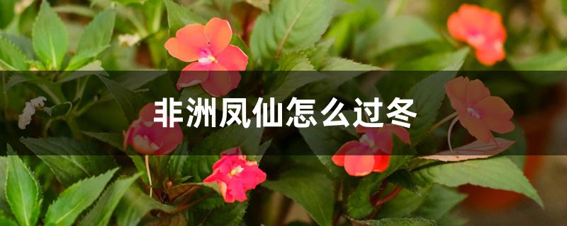 非洲凤仙怎么过冬,耐寒的最低温度 非洲凤仙怎么过冬,耐寒的最低温度
