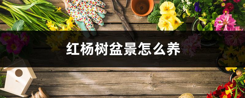 红杨树盆景怎么养,能放室内吗 红杨树盆景怎么养,能放室内吗