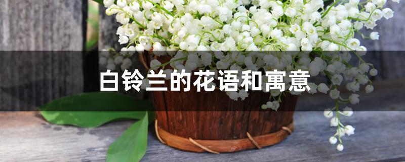 白铃兰的花语和寓意,如何养护 白铃兰的花语和寓意,如何养护