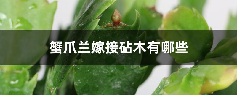 蟹爪兰嫁接砧木有哪些,嫁接的时间 蟹爪兰嫁接砧木有哪些,嫁接的时间