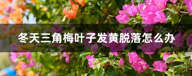 冬天三角梅叶子发黄脱落怎么办,是什么原因 冬天三角梅叶子发黄脱落怎么办,是什么原因