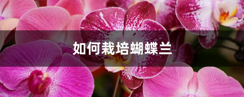 如何栽培蝴蝶兰,家庭养法 如何栽培蝴蝶兰,家庭养法