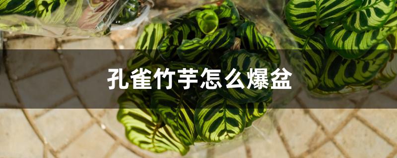 孔雀竹芋怎么爆盆,怎么养好 孔雀竹芋怎么爆盆,怎么养好
