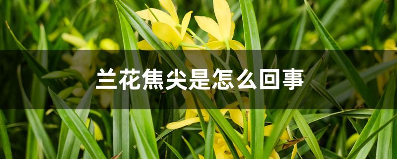 兰花焦尖是怎么回事,怎么办 兰花焦尖是怎么回事,怎么办