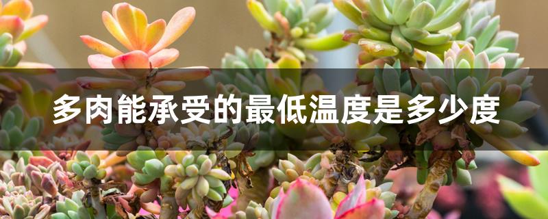 多肉能承受的最低温度是多少度,放阳台上会冻死吗 多肉能承受的最低温度是多少度,放阳台上会冻死吗