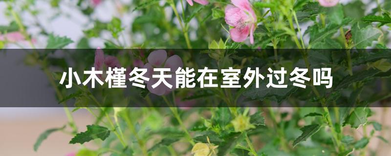 小木槿冬天能在室外过冬吗,冬天怎么养护 小木槿冬天能在室外过冬吗,冬天怎么养护
