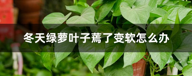 冬天绿萝叶子蔫了变软怎么办,发蔫的原因 冬天绿萝叶子蔫了变软怎么办,发蔫的原因