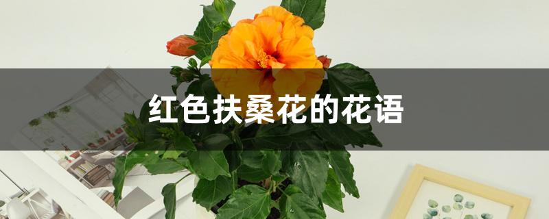 红色扶桑花的花语,寓意和象征 红色扶桑花的花语,寓意和象征