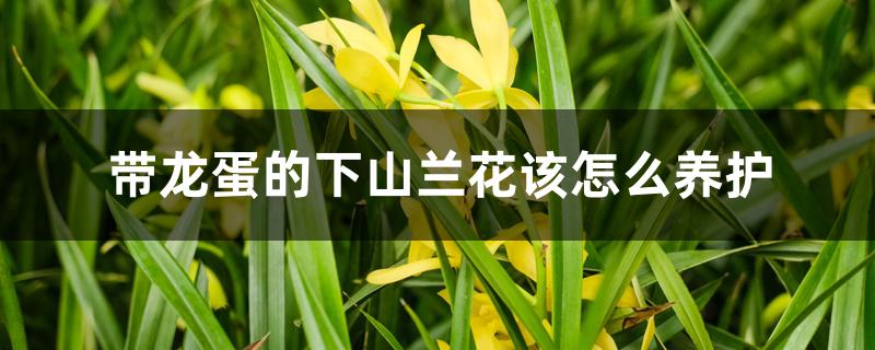 带龙蛋的下山兰花该怎么养护,兰花龙蛋是什么意思 带龙蛋的下山兰花该怎么养护,兰花龙蛋是什么意思