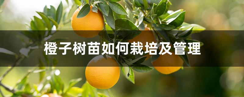 橙子树苗如何栽培及管理,适合在哪里种植 橙子树苗如何栽培及管理,适合在哪里种植