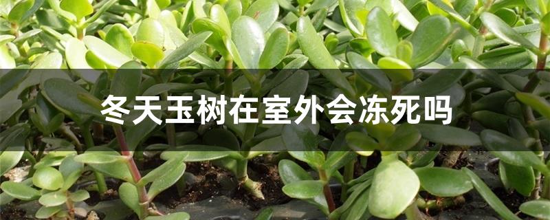 冬天玉树在室外会冻死吗，如何安全越冬