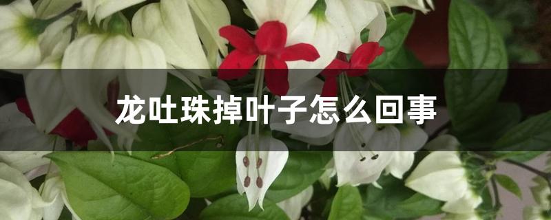 龙吐珠掉叶子怎么回事,怎么处理 龙吐珠掉叶子怎么回事,怎么处理