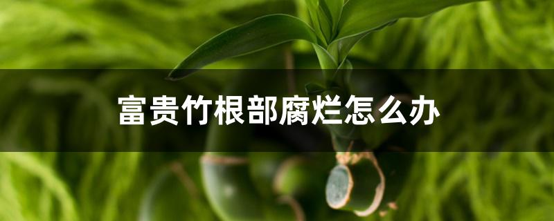 富贵竹根部腐烂怎么办,如何养护 富贵竹根部腐烂怎么办,如何养护