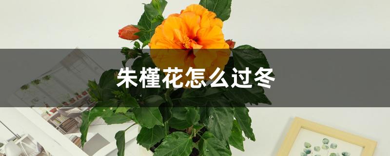 朱槿花怎么过冬,冬天如何修剪 朱槿花怎么过冬,冬天如何修剪