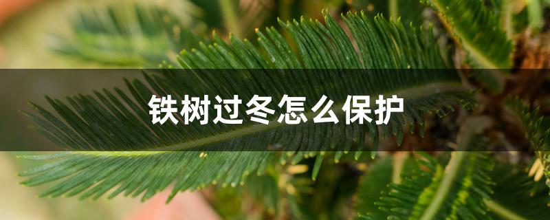 铁树过冬怎么保护,冬天怎么浇水 铁树过冬怎么保护,冬天怎么浇水