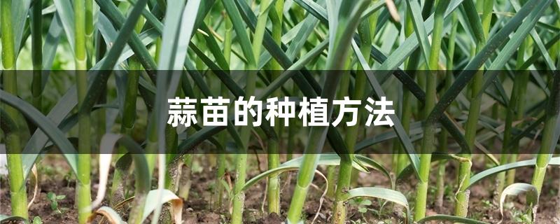蒜苗的种植方法，什么时候采收