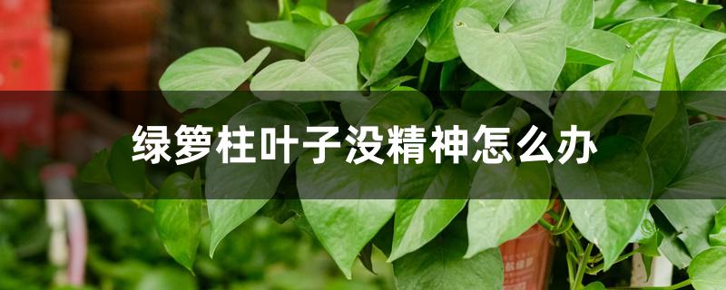 绿萝柱叶子没精神怎么办,什么原因导致的 绿萝柱叶子没精神怎么办,什么原因导致的