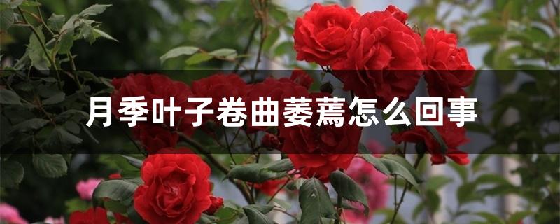 月季叶子卷曲萎蔫怎么回事,怎么处理 月季叶子卷曲萎蔫怎么回事,怎么处理