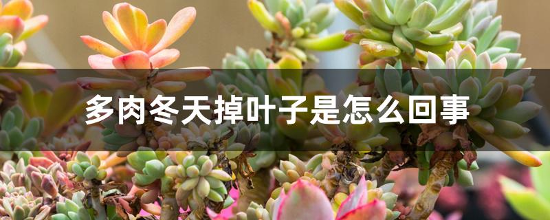 多肉冬天掉叶子是怎么回事,冻伤是什么样子 多肉冬天掉叶子是怎么回事,冻伤是什么样子