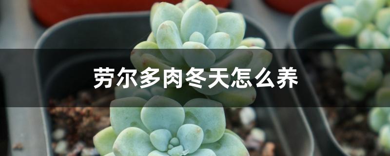 劳尔多肉冬天怎么养,冬天能浇水吗 劳尔多肉冬天怎么养,冬天能浇水吗