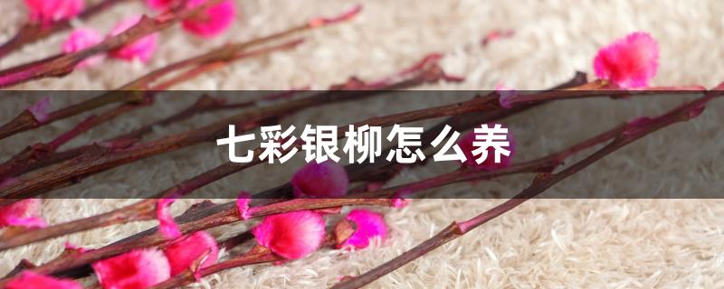 七彩银柳怎么养,开花吗 七彩银柳怎么养,开花吗