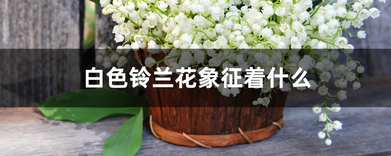 白色铃兰花象征着什么,为什么叫君影草 白色铃兰花象征着什么,为什么叫君影草