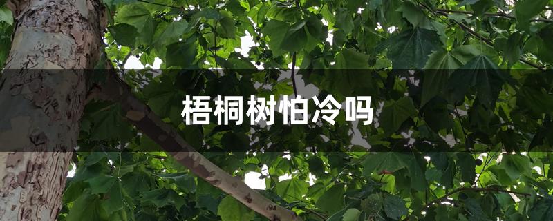 梧桐树怕冷吗,越冬的管理方法 梧桐树怕冷吗,越冬的管理方法