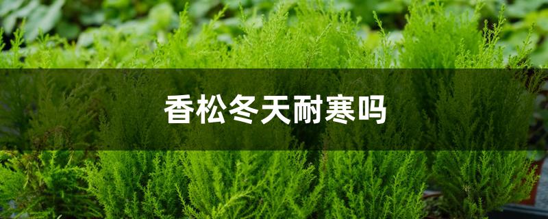 香松冬天耐寒吗，北方如何过冬
