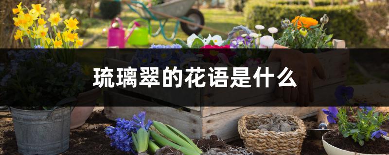 琉璃翠的花语是什么,插花如何水养 琉璃翠的花语是什么,插花如何水养