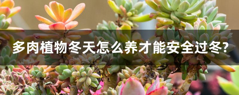 多肉植物冬天怎么养才能安全过冬?冬天放阳台上会冻死吗 多肉植物冬天怎么养才能安全过冬?冬天放阳台上会冻死吗