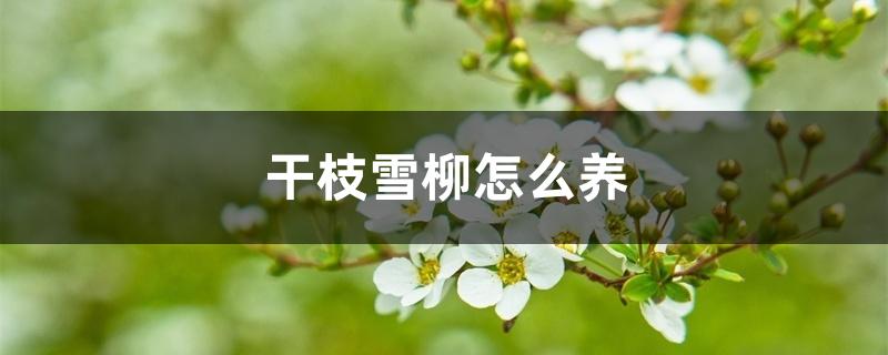 干枝雪柳怎么养,可以养在室内吗 干枝雪柳怎么养,可以养在室内吗