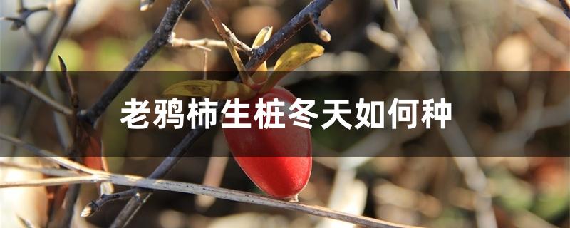 老鸦柿生桩冬天如何种,冬季养护 老鸦柿生桩冬天如何种,冬季养护