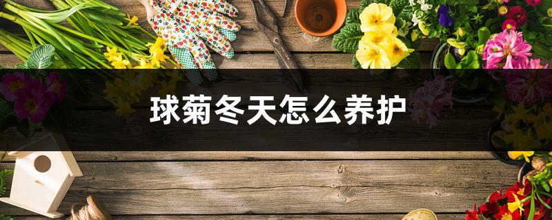 球菊冬天怎么养护,怎么养能爆盆 球菊冬天怎么养护,怎么养能爆盆