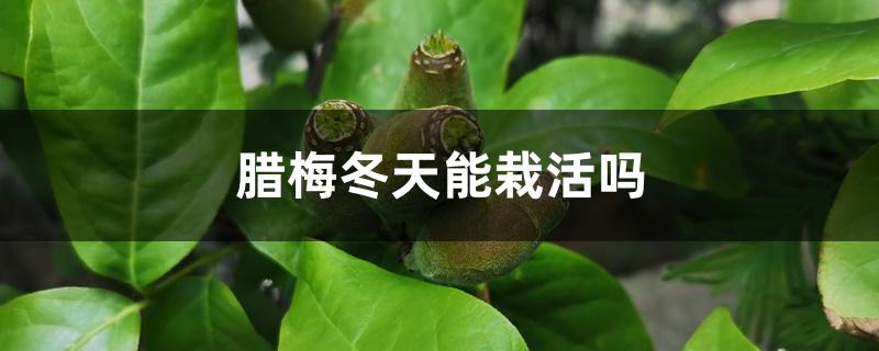 腊梅冬天能栽活吗,如何过冬 腊梅冬天能栽活吗,如何过冬