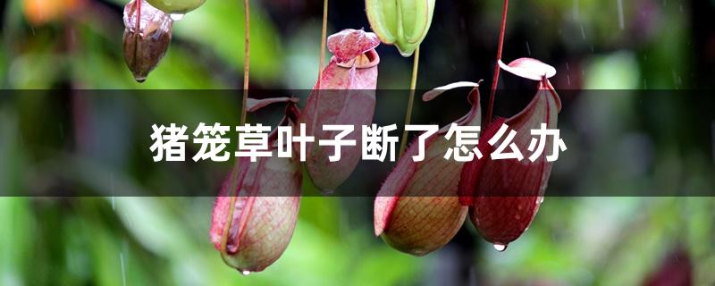 猪笼草叶子断了怎么办,叶子打卷的原因和解决方法 猪笼草叶子断了怎么办,叶子打卷的原因和解决方法