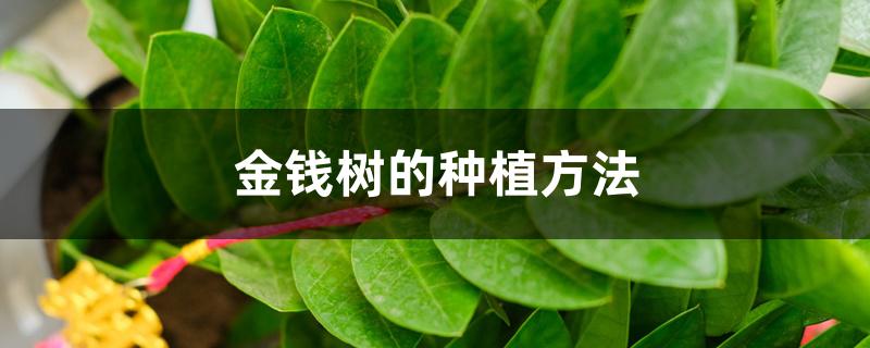 金钱树的种植方法,可以用普通的泥土种植吗 金钱树的种植方法,可以用普通的泥土种植吗