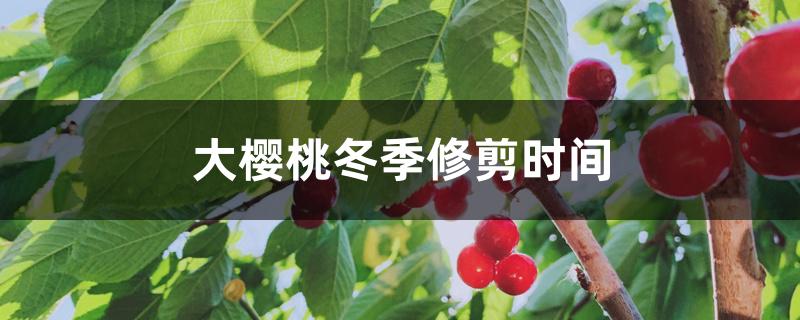 大樱桃冬季修剪时间,冬季修剪技术 大樱桃冬季修剪时间,冬季修剪技术