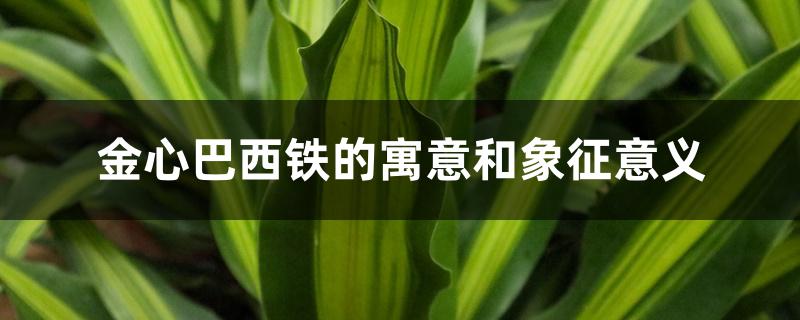 金心巴西铁的寓意和象征意义,怎么养 金心巴西铁的寓意和象征意义,怎么养