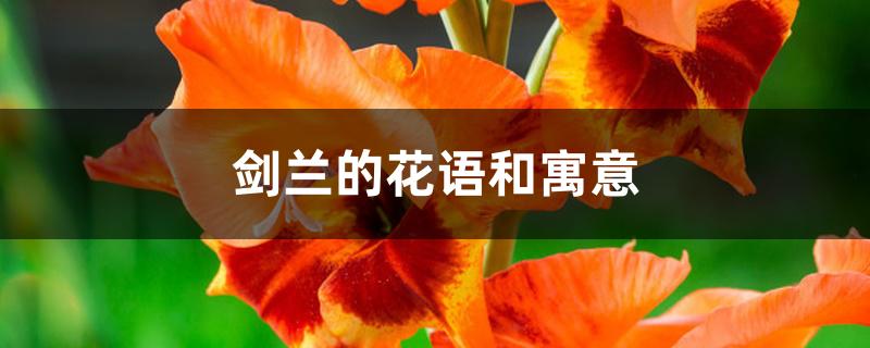 剑兰的花语和寓意,送什么人 剑兰的花语和寓意,送什么人